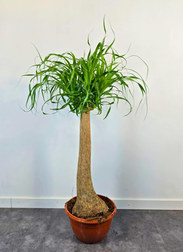 Beaucarnea 60cm