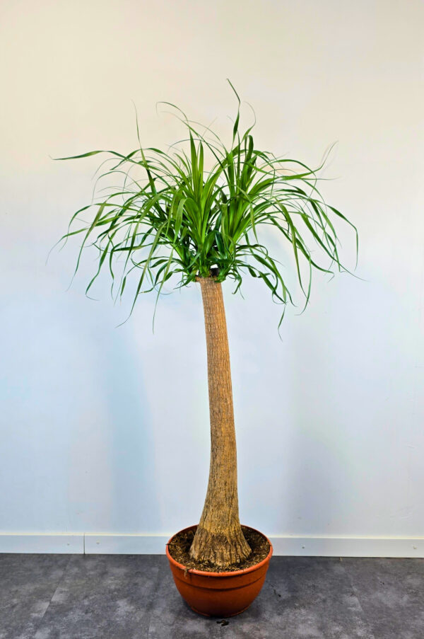 Beaucarnea 90 cm