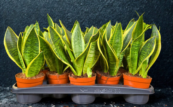 Sansevieria superba M12 - Caja 10 unidades - Imagen 2