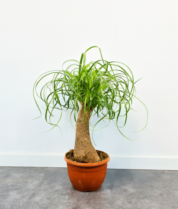Beaucarnea 30 cm