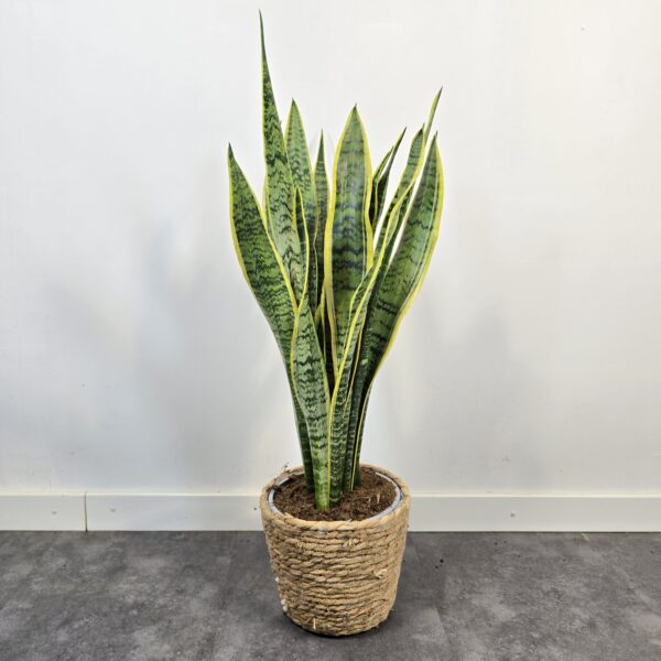Sansevieria Laurentii M19 - Imagen 2