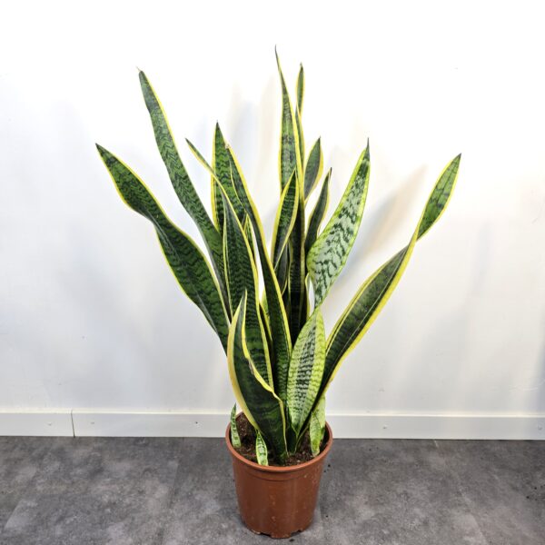 Sansevieria Laurentii M21