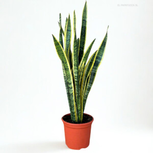 Sansevieria Laurentii M21 XL