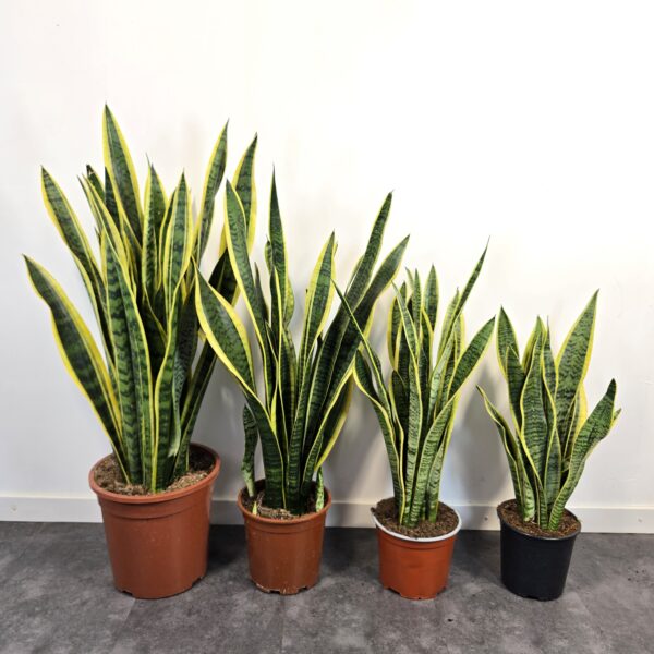 Sansevieria Laurentii M15 - Caja de 6 unidades - Imagen 3