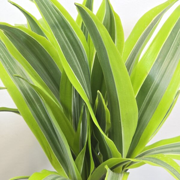Lemon lime 15 cm - Caja 10 unidades - Imagen 3