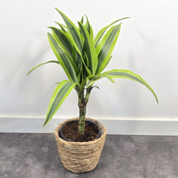 Lemon lime 15 cm - Caja 10 unidades