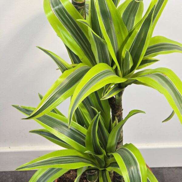 Lemon lime 15/30/60 - Imagen 3