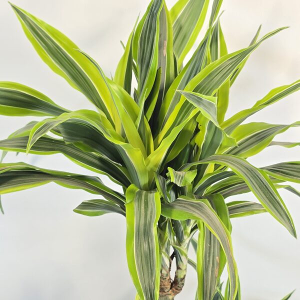 Lemon lime 30/60/90 - Imagen 2