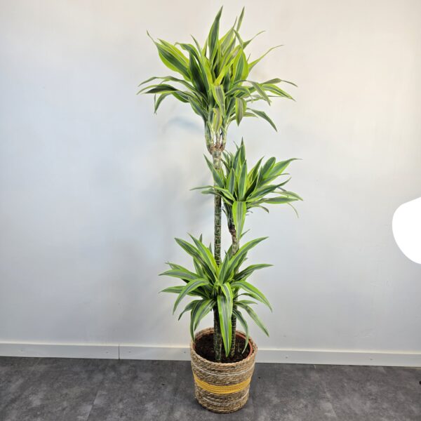 Lemon lime 30/60/90 - Imagen 4