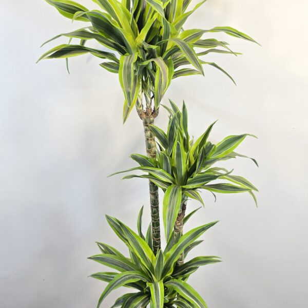 Lemon lime 30/60/90 - Imagen 3