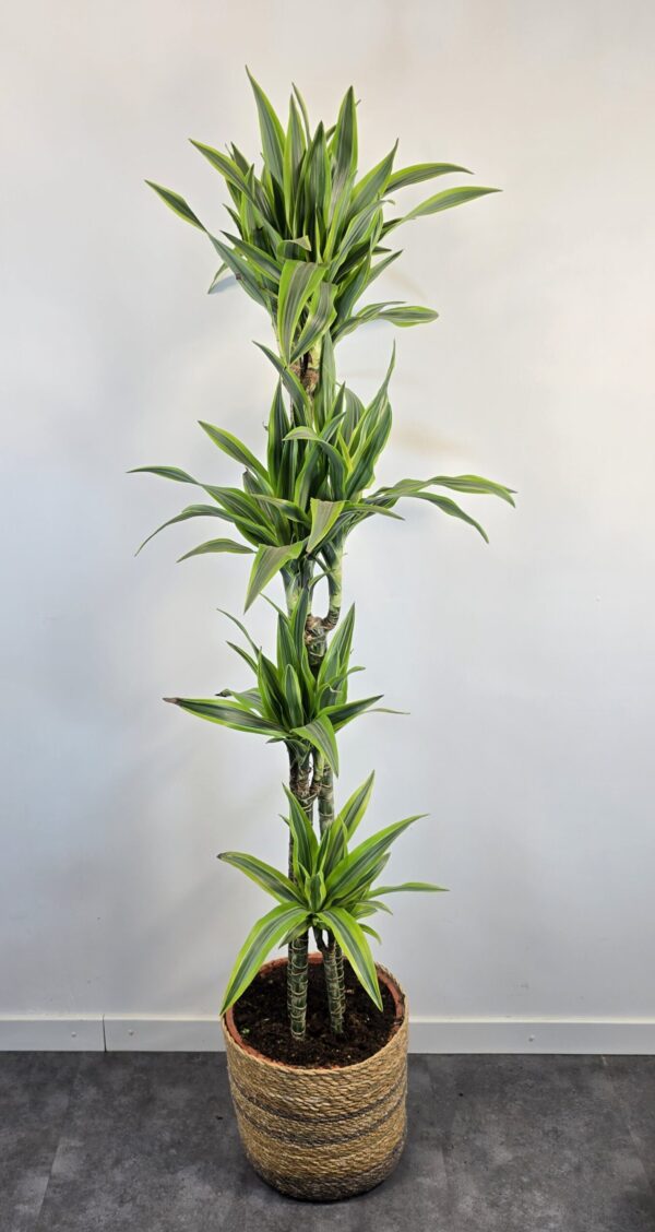 Lemon lime 30/60/90/120 - Imagen 3