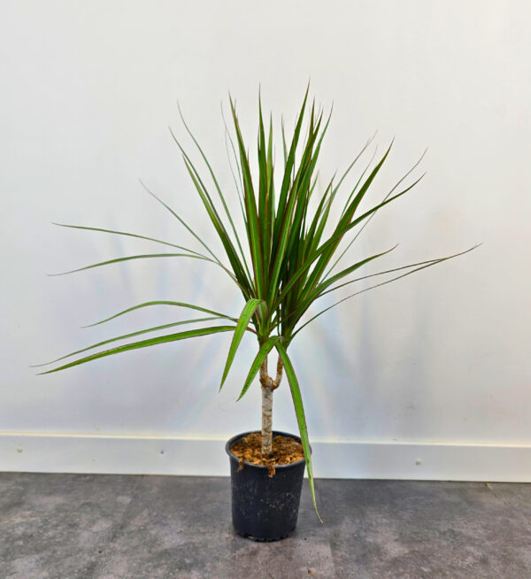 Marginata verde 15 cm - Caja 10 unidades