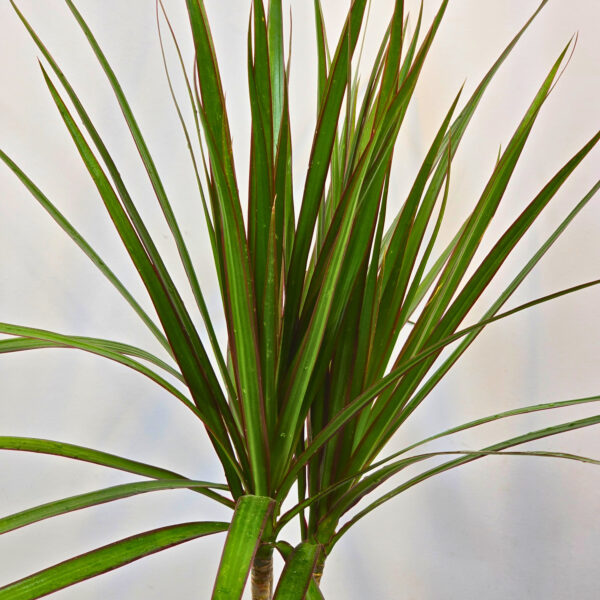 Marginata verde 15 cm - Caja 10 unidades - Imatge 2