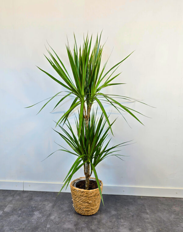 Marginata 15/45 - Imagen 2