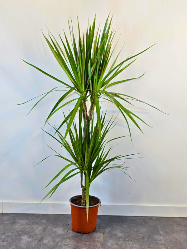 Marginata 15/45