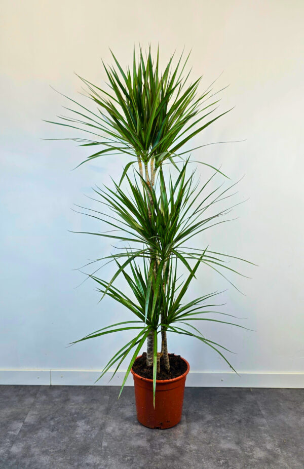 Marginata verde 15/45/75