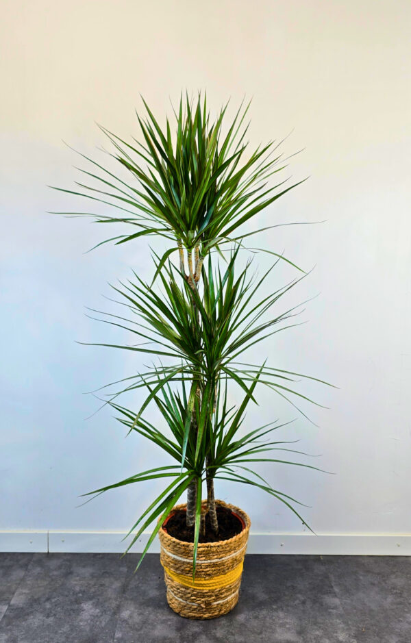 Marginata verde 15/45/75 - Imatge 3