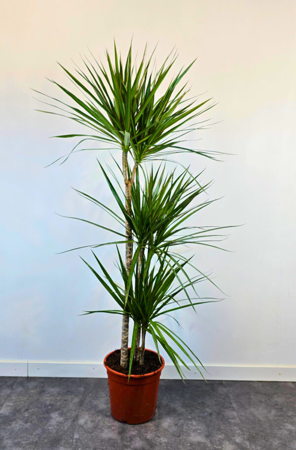 Marginata verde 15/45/75 - Imatge 2