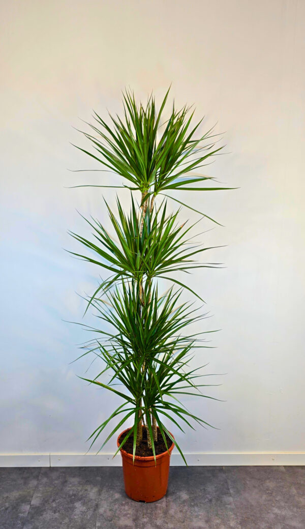 Marginata verde 15/45/75/120