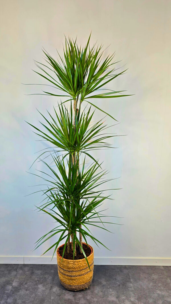Marginata verde 15/45/75/120 - Imatge 2