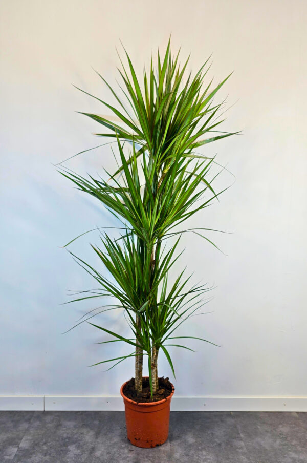 Marginata verde 15/30/60/90