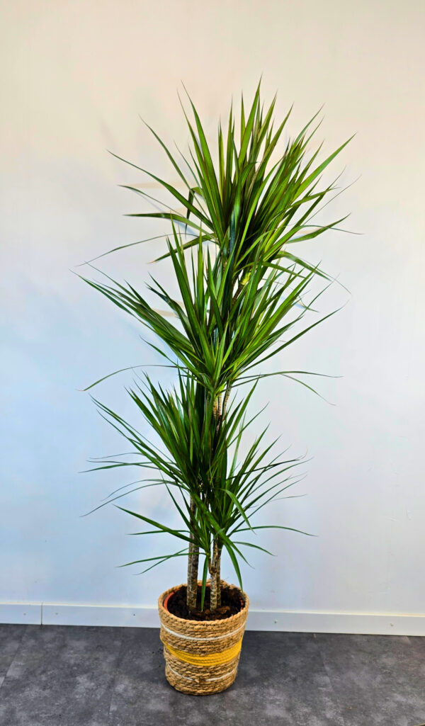 Marginata verde 15/30/60/90 - Imatge 2