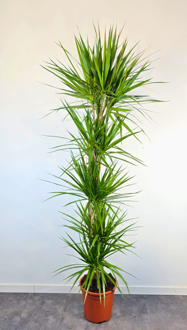 Marginata verde 15/30/45/90/120