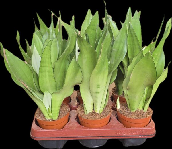 Sansevieria Moonshine M12 - Caja 6 unidades - Imagen 2