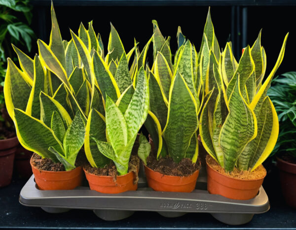 Sansevieria superba M14 - Caja 8 unidades - Imagen 7