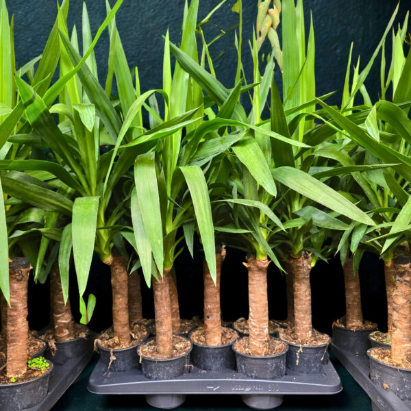 Yucca 30 cm - Caja 10 unidades - Imatge 2