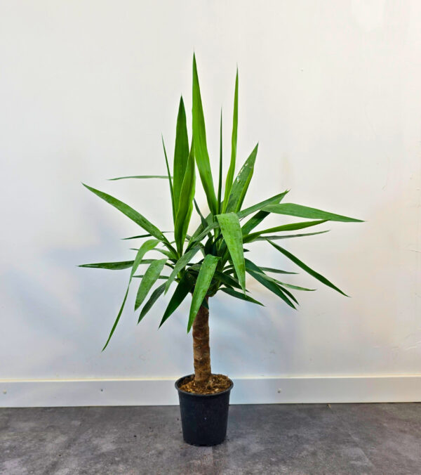 Yucca 30 cm - Caja 10 unidades