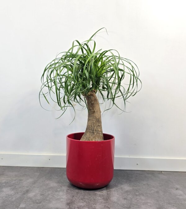 Beaucarnea 30 cm - Imagen 4