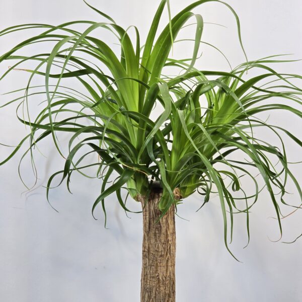 Beaucarnea 45 cm - Imagen 2