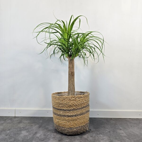 Beaucarnea 45 cm - Imagen 4