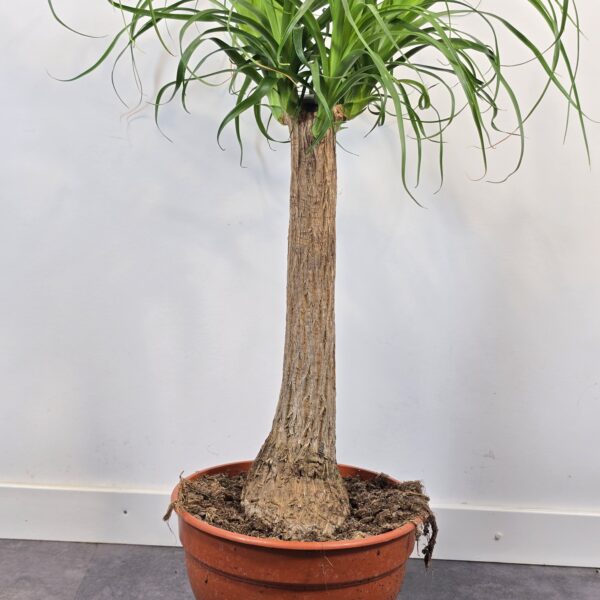 Beaucarnea 45 cm - Imagen 3