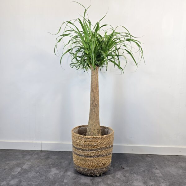Beaucarnea 60cm - Imagen 2