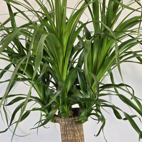 Beaucarnea 30 cm - Imagen 2