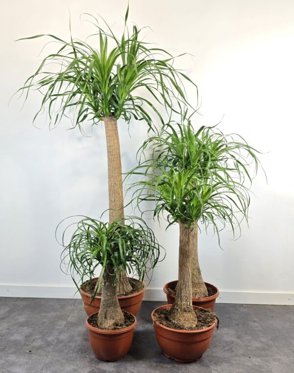 Beaucarnea 45 cm - Imagen 5