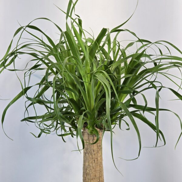 Beaucarnea 60cm - Imagen 3