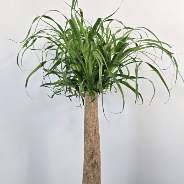 Beaucarnea 90 cm - Imagen 2