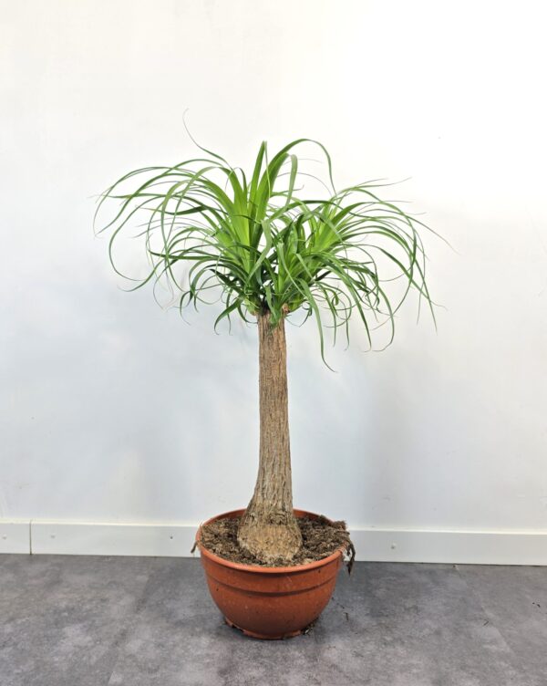 Beaucarnea 45 cm