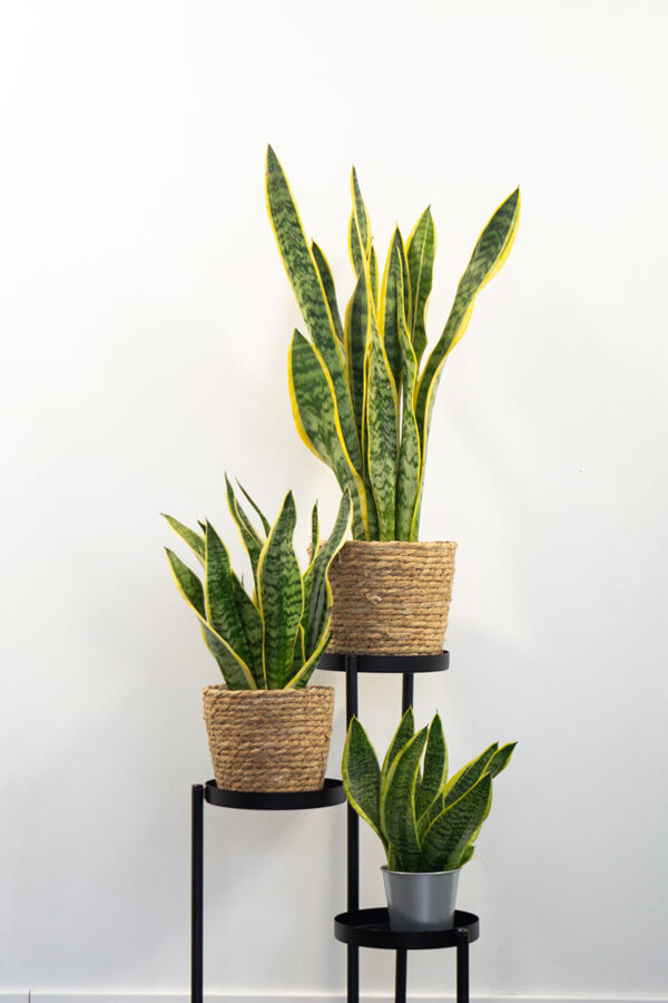 Sansevieria superba M9 - Caja 15 unidades - Imagen 6