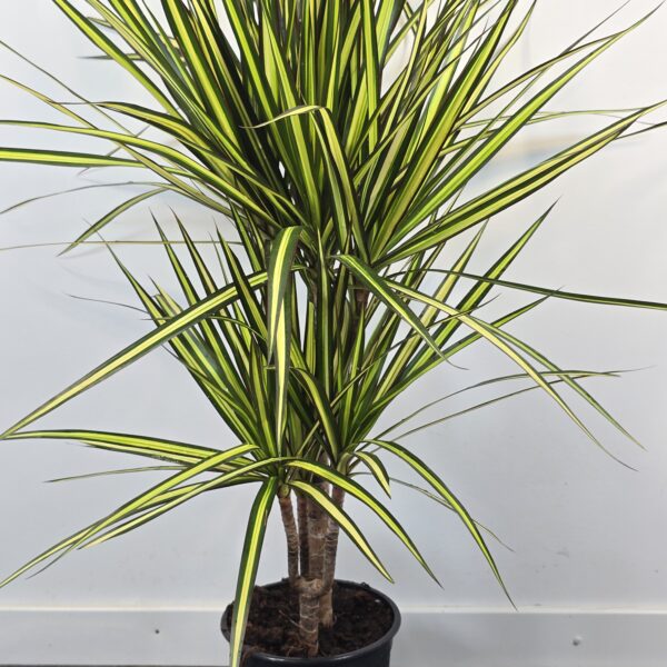 Marginata kiwi 15/45 - Imagen 3