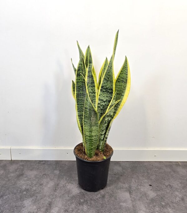Sansevieria Laurentii M17
