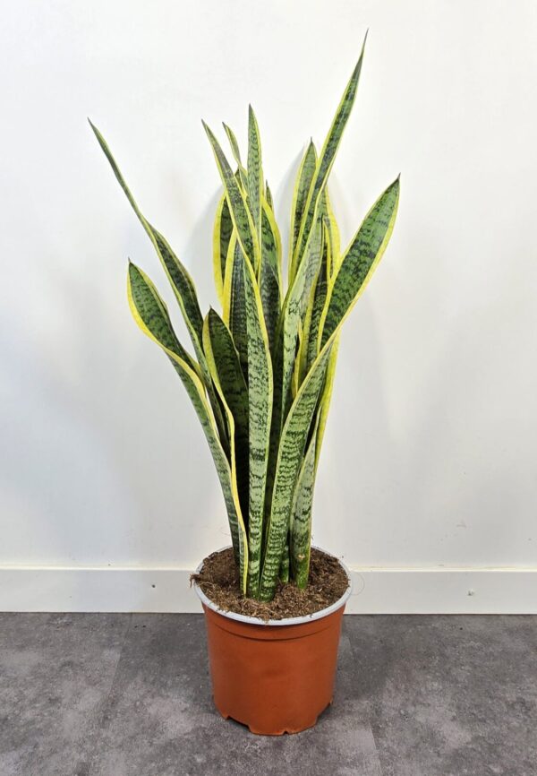Sansevieria Laurentii M19