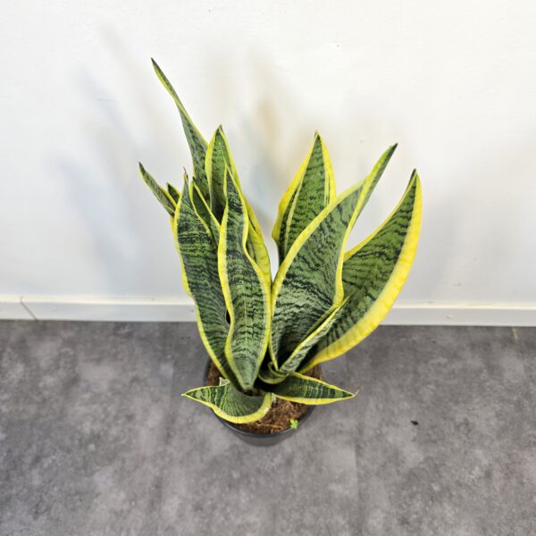 Sansevieria Laurentii M17 - Imagen 3