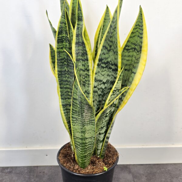 Sansevieria Laurentii M17 - Imagen 2