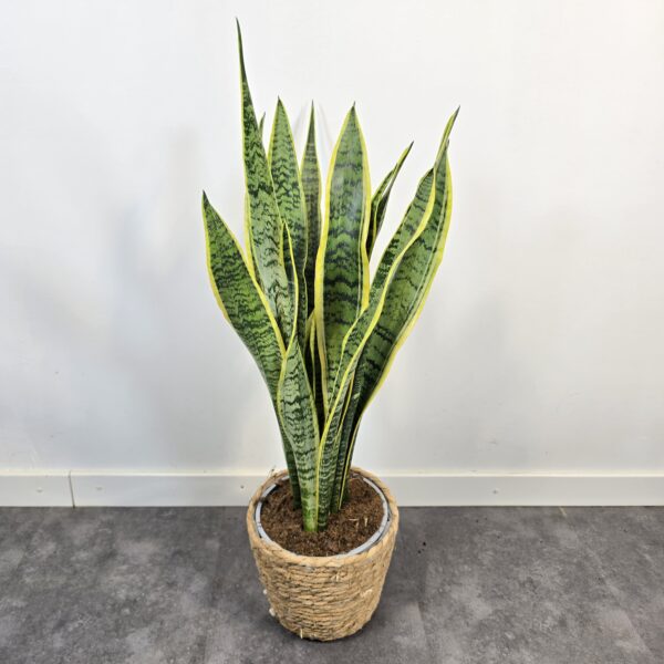 Sansevieria Laurentii M19 - Imagen 3