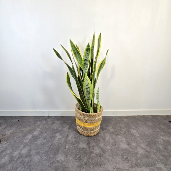 Sansevieria Laurentii M21 - Imagen 3