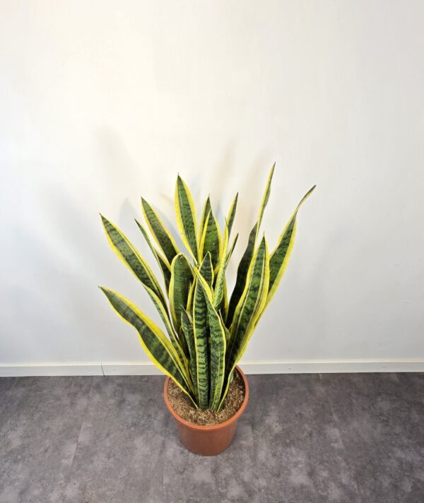 Sansevieria Laurentii M27 - Imagen 2